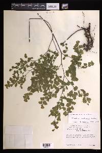 Adiantum andicola image