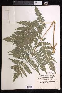 Pteridium aquilinum subsp. latiusculum image