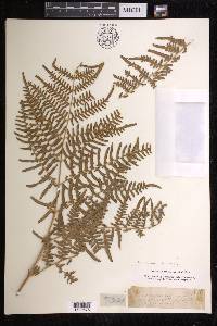 Pteridium caudatum image