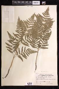 Pteridium aquilinum subsp. latiusculum image