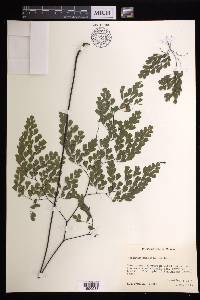 Adiantum andicola image