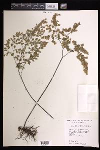 Adiantum andicola image