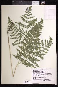 Pteridium aquilinum subsp. latiusculum image