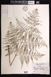 Pteridium caudatum image