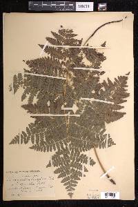 Pteridium aquilinum subsp. pubescens image