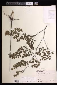 Adiantum andicola image