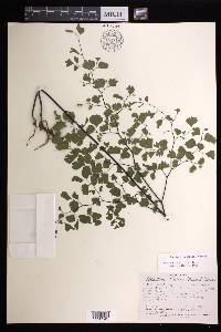 Adiantum andicola image