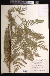 Pteridium aquilinum subsp. latiusculum image