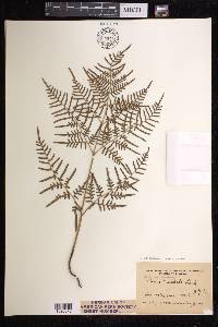 Pteridium caudatum image