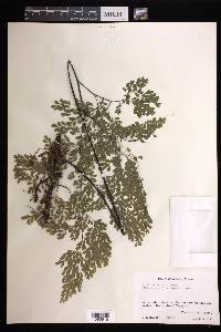 Adiantum andicola image