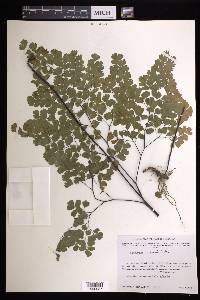 Adiantum andicola image