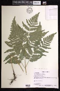 Pteridium aquilinum subsp. latiusculum image