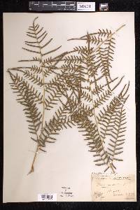 Pteridium caudatum image