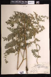 Pteridium aquilinum subsp. latiusculum image