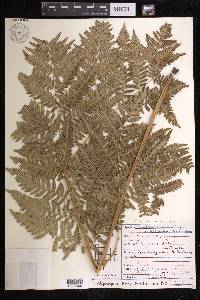 Pteridium aquilinum subsp. latiusculum image