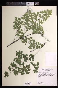 Adiantum andicola image