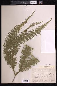 Sticherus bifidus image