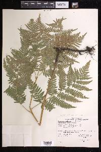 Pteridium aquilinum subsp. latiusculum image