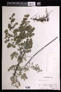 Adiantum andicola image