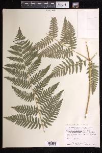 Pteridium aquilinum subsp. latiusculum image