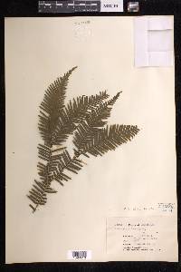 Sticherus truncatus image