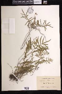 Gleichenia microphylla image