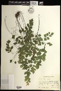 Adiantum tenerum image