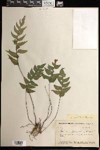 Adiantum petiolatum image