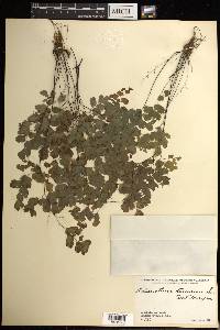 Adiantum tenerum image