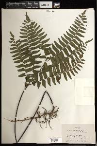 Adiantum latifolium image