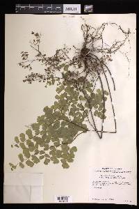 Adiantum braunii image