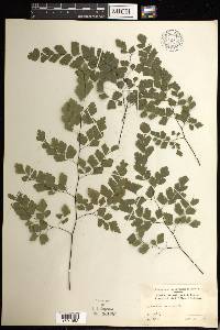 Adiantum tenerum image