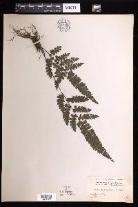 Adiantum melanoleucum image