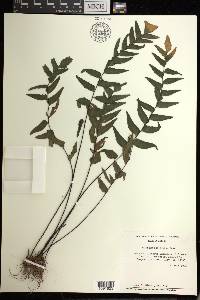 Adiantum petiolatum image