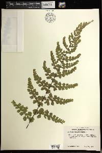 Adiantum concinnum image