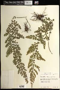 Adiantum concinnum image