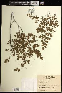 Adiantum tenerum image