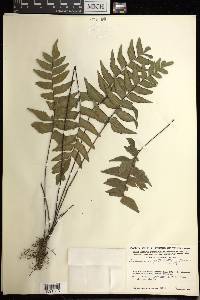 Adiantum petiolatum image