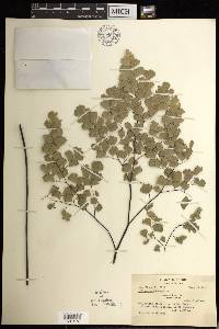 Adiantum tenerum image