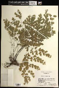 Adiantum tenerum image