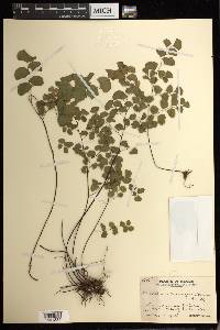 Adiantum jordanii image