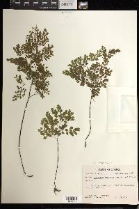 Adiantum raddianum image