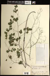 Adiantum tenerum image