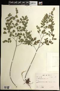 Adiantum tenerum image