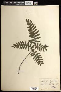 Adiantum intermedium image