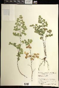 Adiantum poiretii image