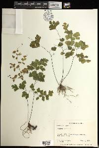 Adiantum tenerum image