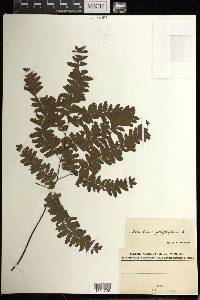 Adiantum polyphyllum image