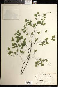 Adiantum raddianum image