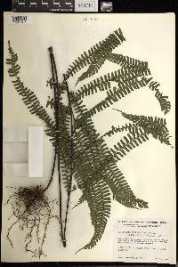 Adiantum pulverulentum image